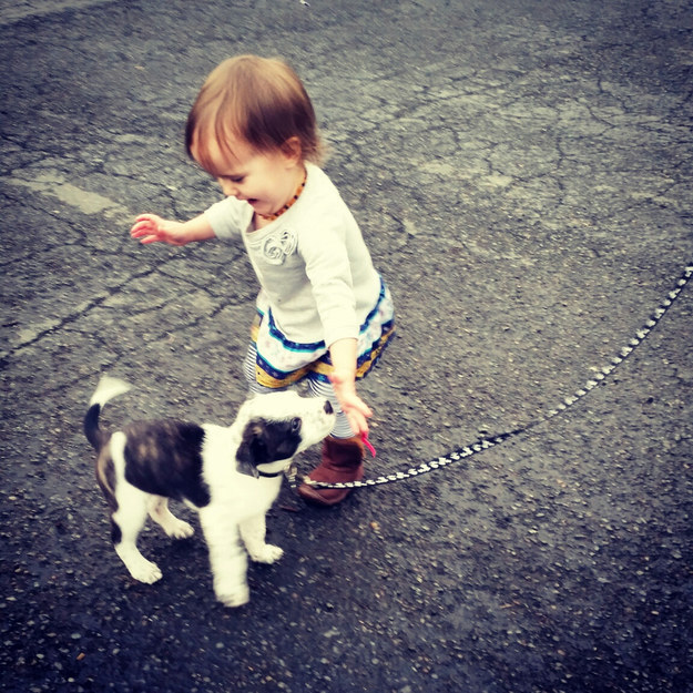 Hayatı Anlamaya Çalışan 18 Meraklı Yavru Köpek 10